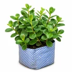 CHINESE BOT PLANT