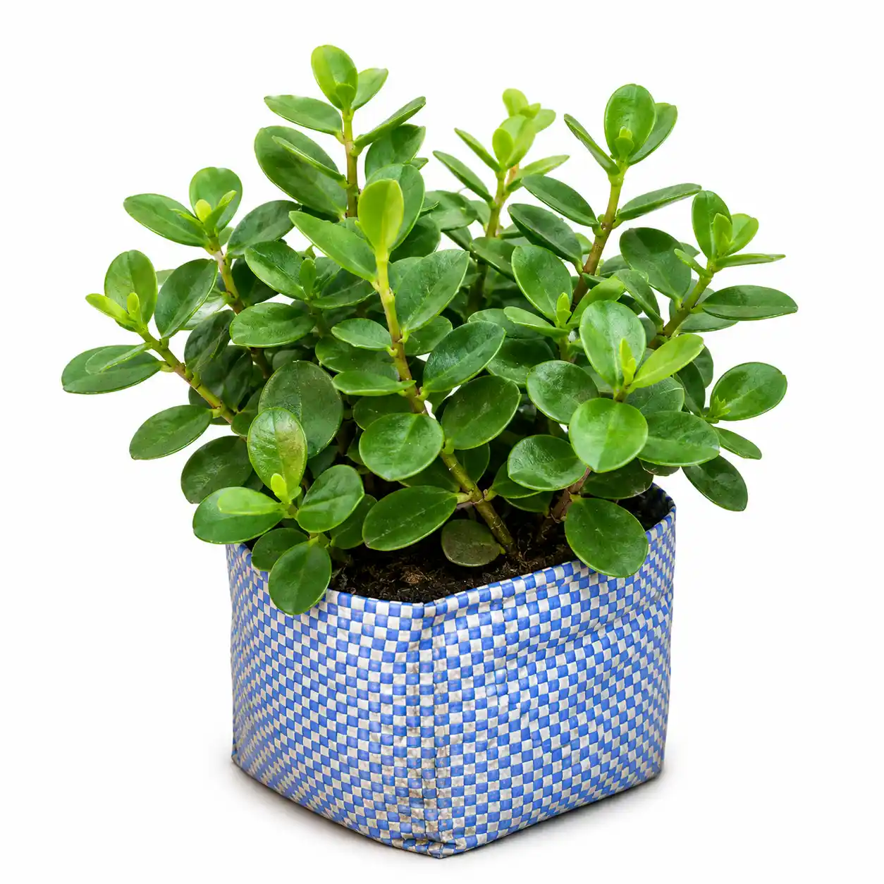 ChatGPT Image Jun 25, 2026, 08_55_45 AM_result CHINESE BOT PLANT - Image 1