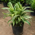 SONG OF INDIA PLANT