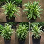 SONG OF INDIA PLANT - Image 3