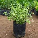 PATHAR KUCHI PLANT