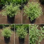 PATHAR KUCHI PLANT - Image 3