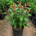 REDRAKSH PLANT