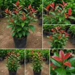 REDRAKSH PLANT - Image 3