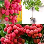 Muzaffarpur Shahi Litchi Plant