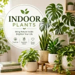 Indoor Plants