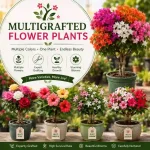 Multi Grafted Flower Plants