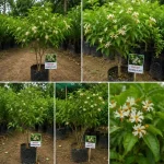 PARIJAT FLOWER PLANT - Image 3