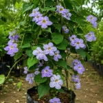NILMONI LATA FLOWER PLANT