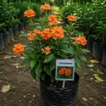 CROSSANDRA FLOWER PLANT