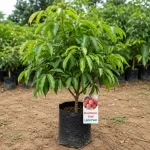 Muzaffarpur Shahi Litchi Plant