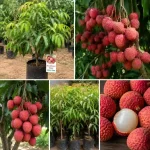 Muzaffarpur Shahi Litchi Plant - Image 3