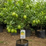 KAMKOT LEMON PLANT