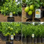 KAMKOT LEMON PLANT - Image 2