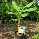 G9 BANANA PLANT
