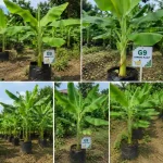 G9 BANANA PLANT - Image 3