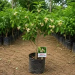 PARIJAT FLOWER PLANT