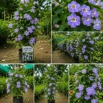 NILMONI LATA FLOWER PLANT - Image 2