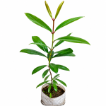 REDRAKSH PLANT