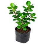 Jade Plant - Image 2