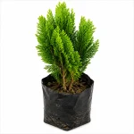 THUJA JHAU - Image 2