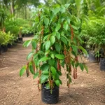 Golmorich Plant