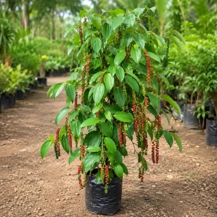 Golmorich Plant