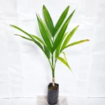 ASSAM SUPARI PLANT