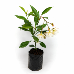 ZZ PLANT