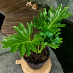 Salem Plant