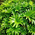 Salem Plant - Image 2