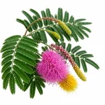 Shami Plant - Image 2