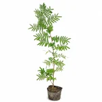 Shami Plant