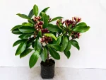 SPICE PLANT