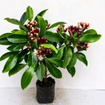 SPICE PLANT