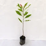 Clove Plant