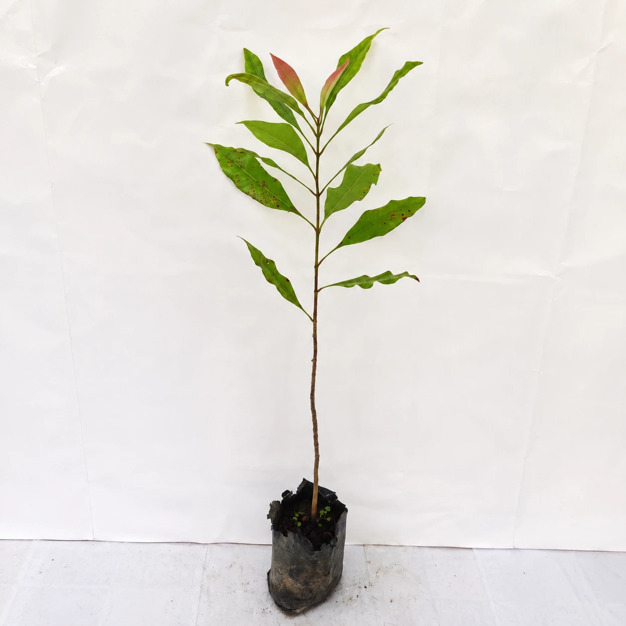 ChatGPT Image Jun 25, 2026, 08_58_05 AM_result Clove Plant - Image 1