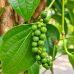 Golmorich Plant - Image 2