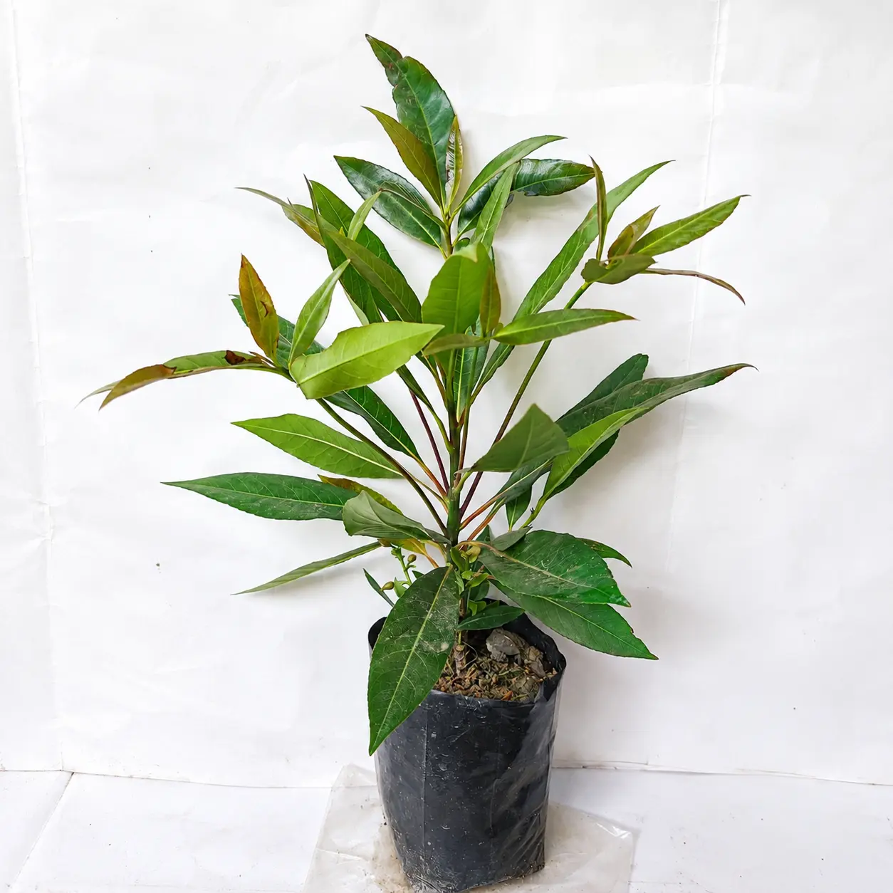 ChatGPT Image Jun 25, 2026, 08_58_52 AM_result Cinnamon Plant - Image 1