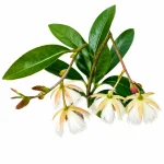 ZZ PLANT - Image 2