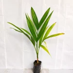 DESI SUPARI PLANT