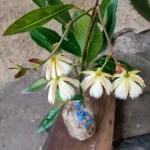 OLIO CORPUS PLANT - Image 2