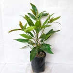 OLIO CORPUS PLANT