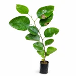 RED CHANDAN PLANT