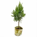 THUJA JHAU