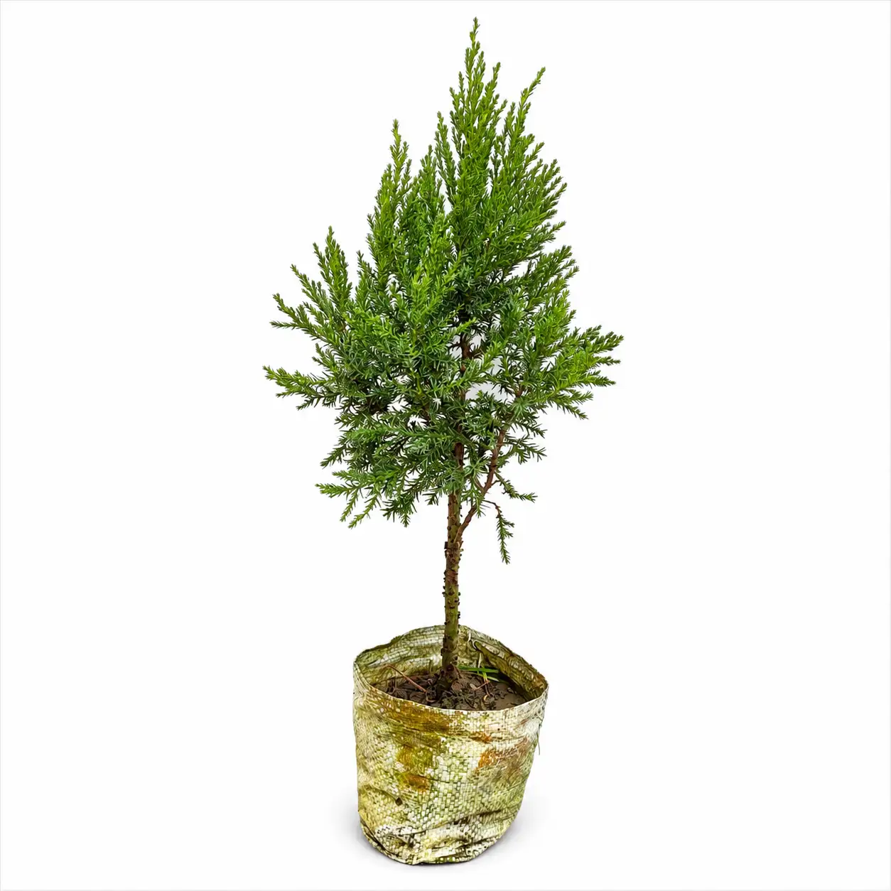 c5f51dc2-5130-435c-83e2-53356b9e4a18_result THUJA JHAU - Image 1