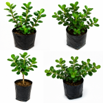 Jade Plant - Image 3