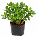 Jade Plant