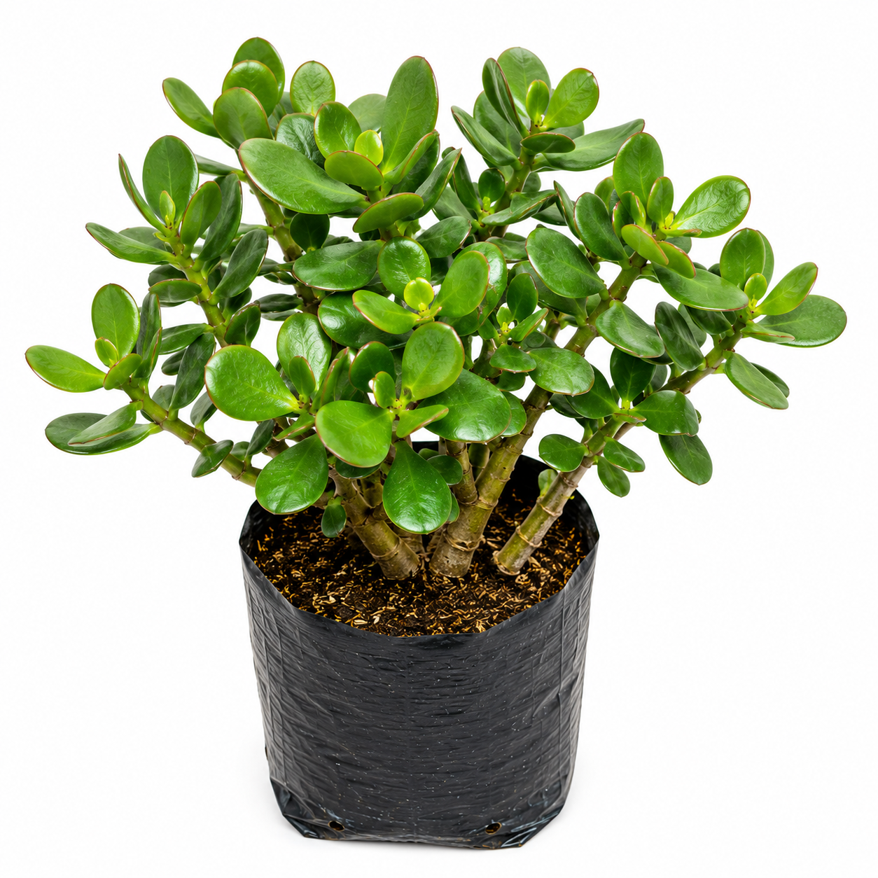 e716a4e2-c959-4c61-a69a-c7abd0d5993d Jade Plant - Image 1