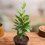 All Spice Plant - Image 2